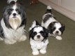 Schattige mannelijke en vrouwelijke Shih Tzu-puppy's - 0 - Thumbnail