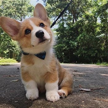 Welsh Corgi Pembroke-puppy's - 0