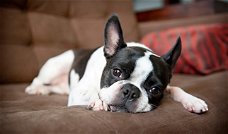 Boston terrier