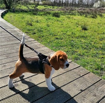 Uitstekende Beagle-puppy's klaar om te gaan - 0