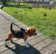 Uitstekende Beagle-puppy's klaar om te gaan - 0 - Thumbnail