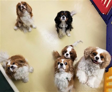 cavalier king charles spaniel pups - 0