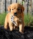 Golden retriever-puppy's - 0 - Thumbnail
