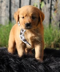Golden retriever-puppy's