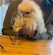 Dwergkees, Pomeranian, Pomeraniaan (super mini) - 0 - Thumbnail