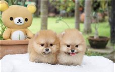 Dwergkees, Pomeranian, Pomeraniaan (super mini)