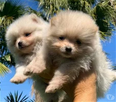 Dwergkees, Pomeranian, Pomeraniaan (super mini)