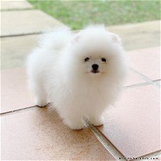 Dwergkees, Pomeranian, Pomeraniaan (super mini)