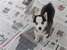 Siberische Husky Originele Husky puppy’s Met Blauwe Ogen
