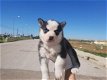 Siberische Husky Originele Husky puppy’s Met Blauwe Ogen - 0 - Thumbnail