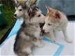 Siberische Husky Originele Husky puppy’s Met Blauwe Ogen - 0 - Thumbnail