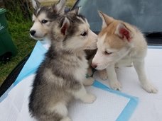 Siberische Husky Originele Husky puppy’s Met Blauwe Ogen
