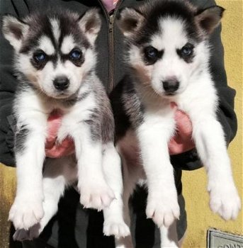 Siberische Husky Originele Husky puppy’s Met Blauwe Ogen - 0