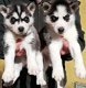 Siberische Husky Originele Husky puppy’s Met Blauwe Ogen - 0 - Thumbnail