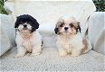Shih Tzu-puppy's te koop - 1 - Thumbnail