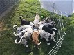 Raszuivere border collie-puppy's - 0 - Thumbnail