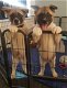 Last 2 Akita Puppies For Sale - 0 - Thumbnail