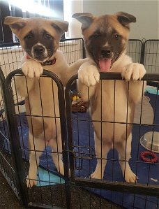 Last 2 Akita Puppies For Sale