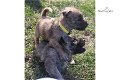 Cairn Terrier - 0 - Thumbnail