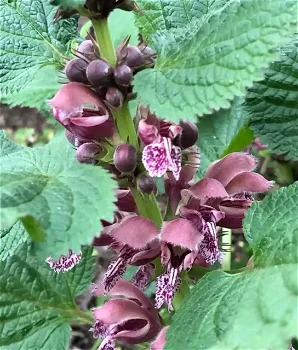 Lamium orvala - 0