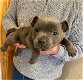 Staffordshire Bull Terrier - 0 - Thumbnail