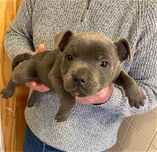 Staffordshire Bull Terrier