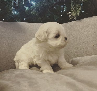 Zeer zoete charmante Maltese puppy's - 1