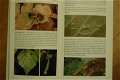 Fantastika Insekter - 2 - Thumbnail