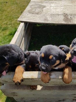 Mooie, geliefde Rottweiler-puppy's - 0