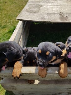 Mooie, geliefde Rottweiler-puppy's