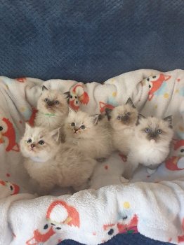 Ragdoll Kittens - 1