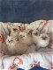 Ragdoll Kittens - 1 - Thumbnail