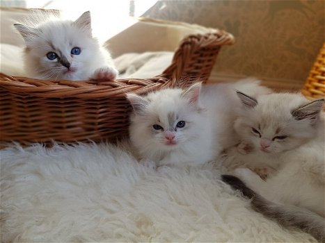 Mooie Ragdoll Kittens. - 0
