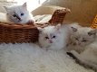 Mooie Ragdoll Kittens. - 0 - Thumbnail