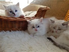 Mooie Ragdoll Kittens.