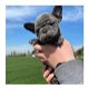 Gezondheid getest Franse Bulldog-puppy - 0 - Thumbnail