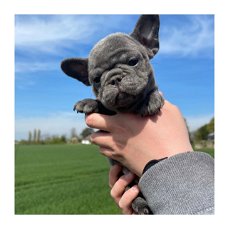 Gezondheid getest Franse Bulldog-puppy