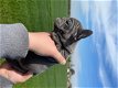 Gezondheid getest Franse Bulldog-puppy - 1 - Thumbnail