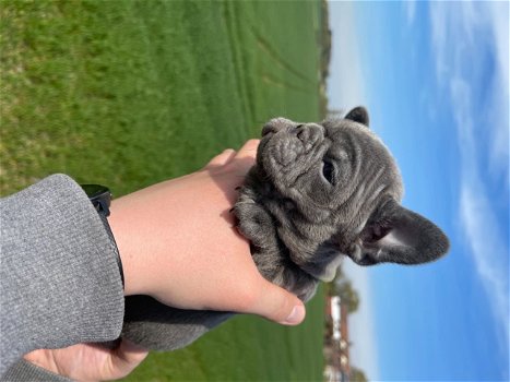 Gezondheid getest Franse Bulldog-puppy - 2