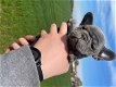 Gezondheid getest Franse Bulldog-puppy - 3 - Thumbnail