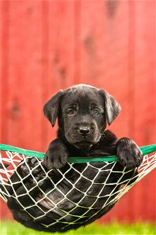 Labrador retriever pups te koop