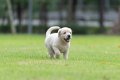 Labrador retriever pups te koop - 1 - Thumbnail