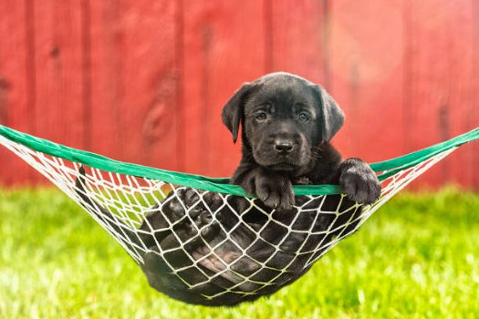 Labrador retriever pups te koop - 1