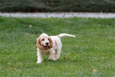 Cocker Spaniel Puppies Beschikbaar voor verkoop