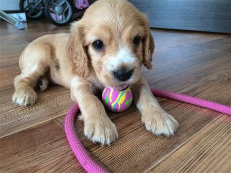 Cocker Spaniel Puppies Beschikbaar voor verkoop - 1