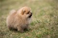 Pommeren puppy's, mannelijk en vrouwelijk - 1 - Thumbnail