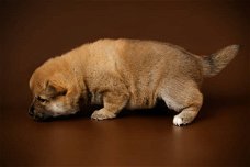 Shiba Inu Puppies te koop