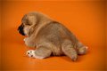 Shiba Inu Puppies te koop - 1 - Thumbnail