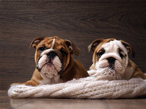 Gezonde Engelse Bulldog-puppy's voor adoptie - 0