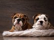 Gezonde Engelse Bulldog-puppy's voor adoptie - 0 - Thumbnail
